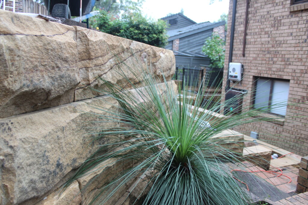 Sandstone retaining wall with native planting in Blaxland