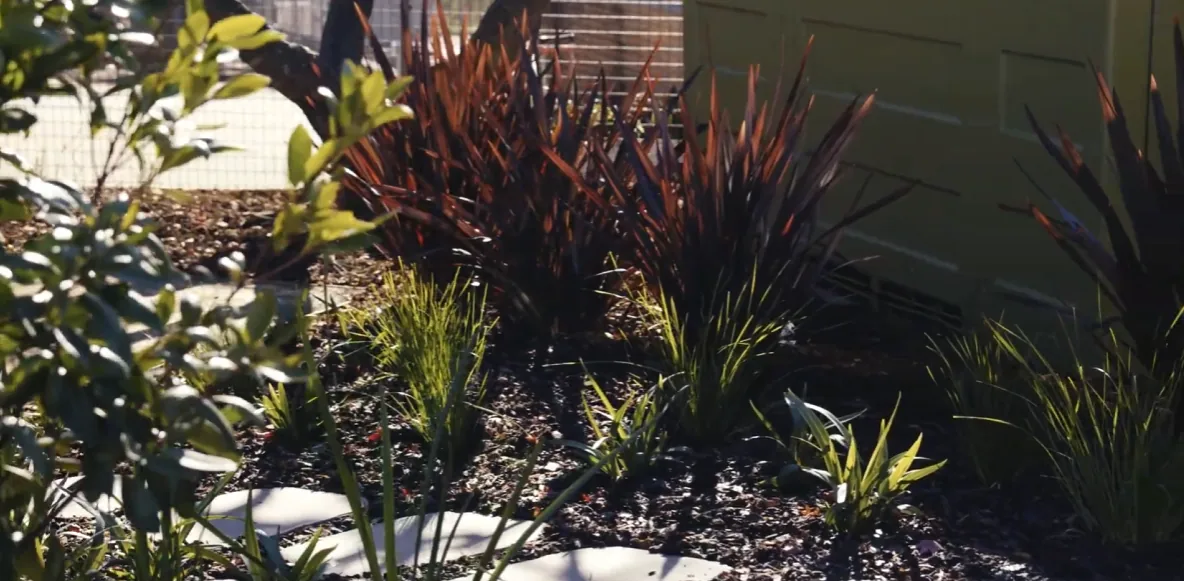 New garden beds and planting at Telstra Park Springwood